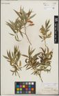 Foto von Salix lasiandra var. caudata (Nutt.) Sudw.